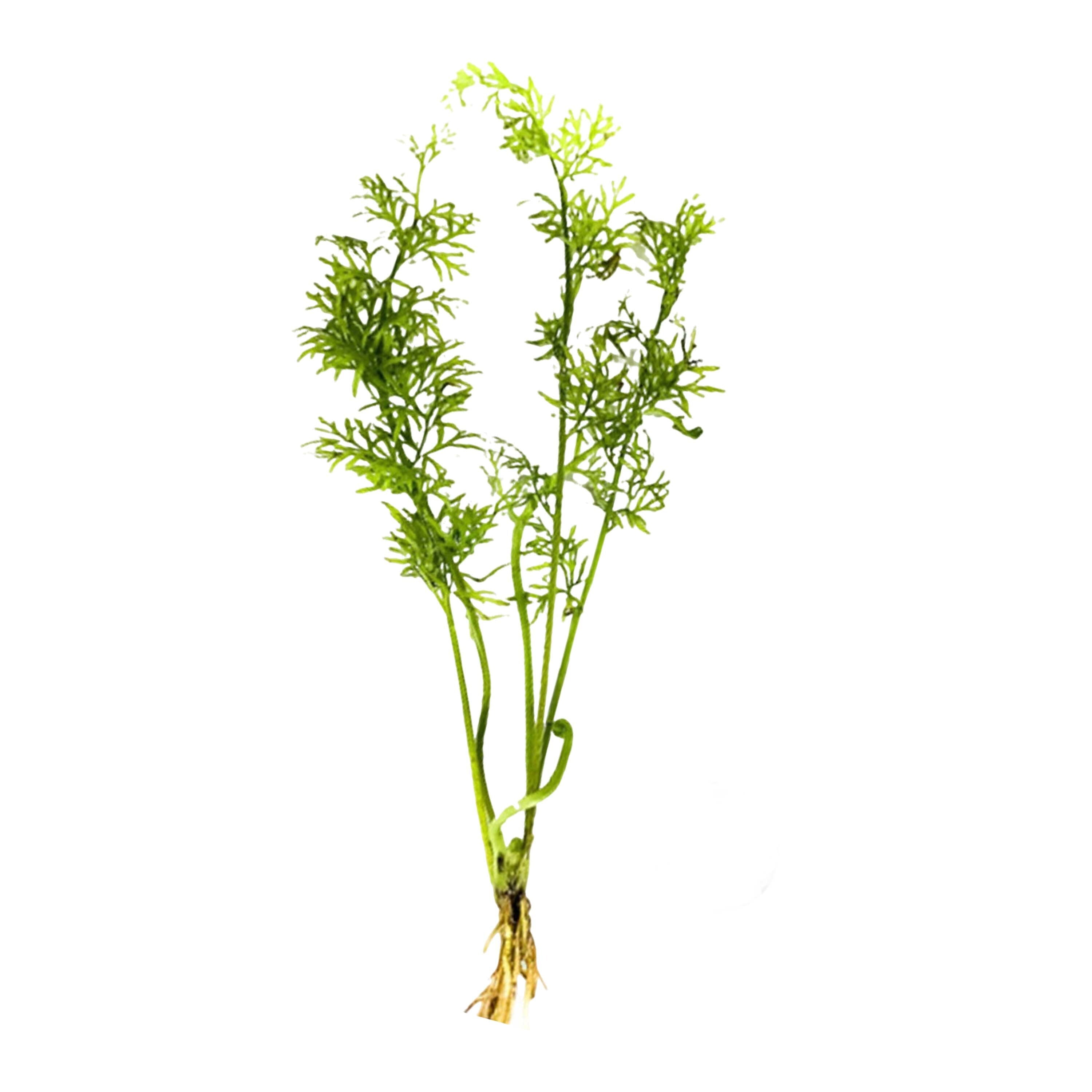 Canton Aquatics Water Sprite (Indian Fern) Live Aquarium Plants – Fast Growing Aquarium Plant for Mid-Ground - All Natural & Organic Aquatic Plant, Small - Live Aquarium Plant
