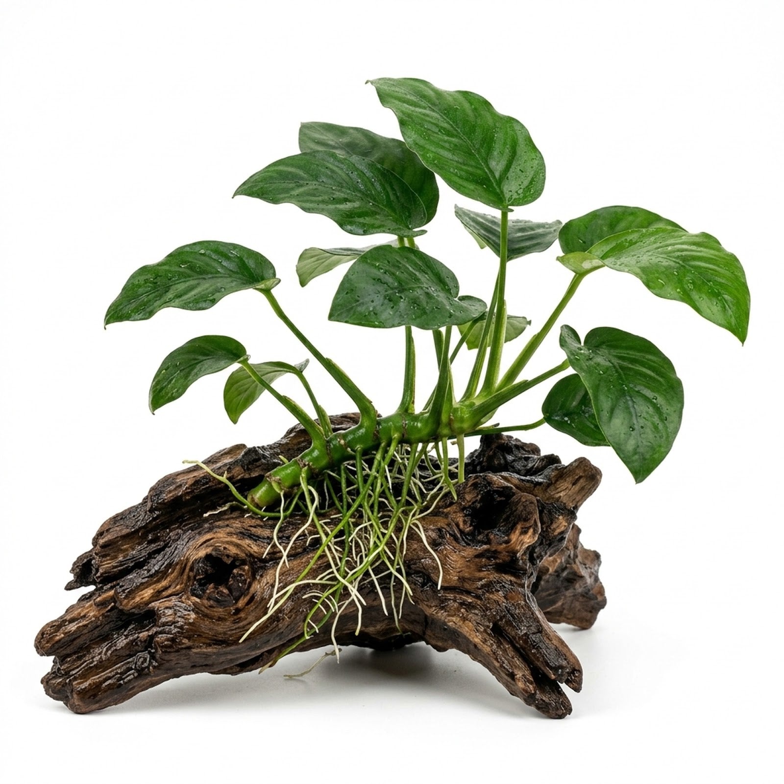 Anubias Large on Driftwood