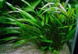 Cryptocoryne Crypt Lucens close-up detail