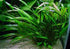 Cryptocoryne Crypt Lucens close-up detail