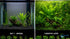 Live Aquarium Plants Bundle 6 Pack Beginner Freshwater Plants Low Light No CO2 - Plant Variety Showcase
