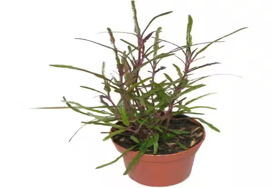 Dragon’s Tongue “Flame” (Hemigraphis repanda) – Live Terrarium & Paludarium Plant