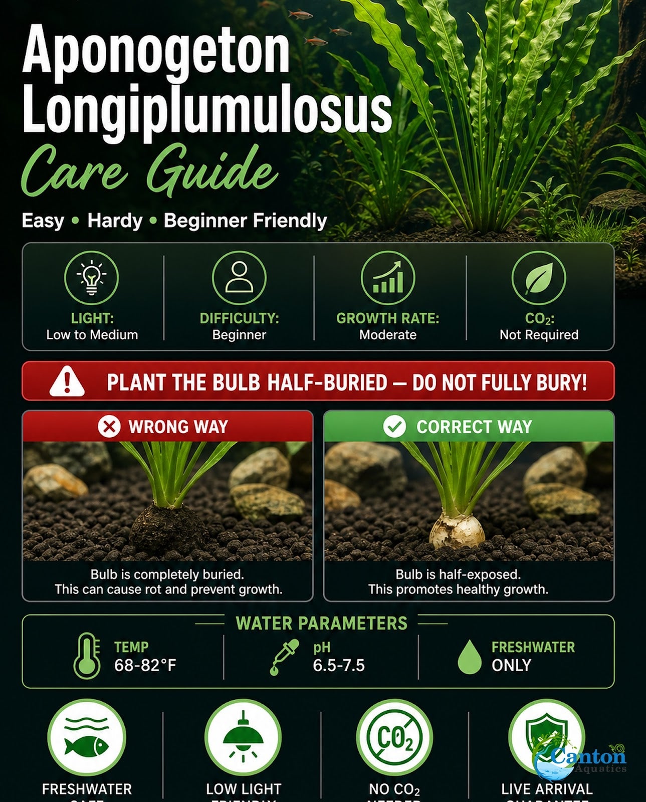 Aponogeton Longiplumulosus - Image 7 of 10