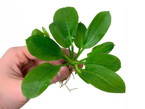 Echinodorus Rosette Sword – Live Aquarium Plant (Buy 2 Get 1 Free)