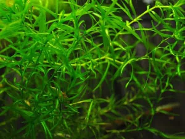 Guppy Grass Najas Guadalupens aquatic plant for planted tank