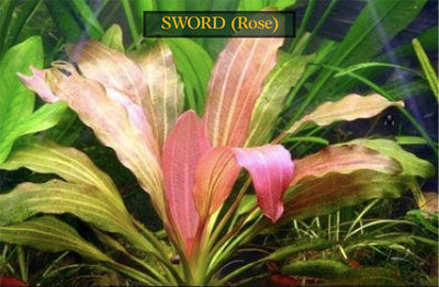 Amazon Sword Echinodorus Red Rose