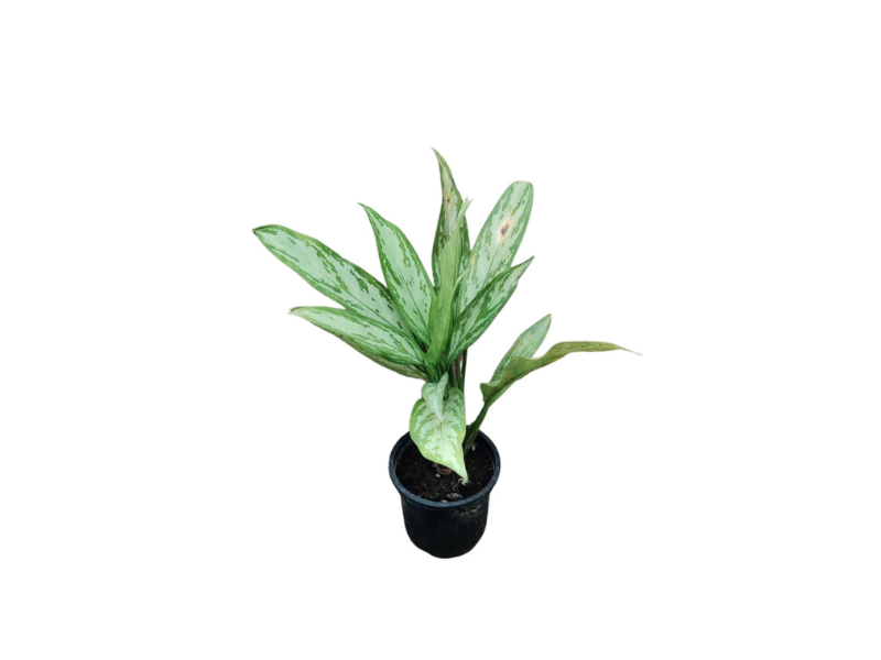 Aglaonema Queen 