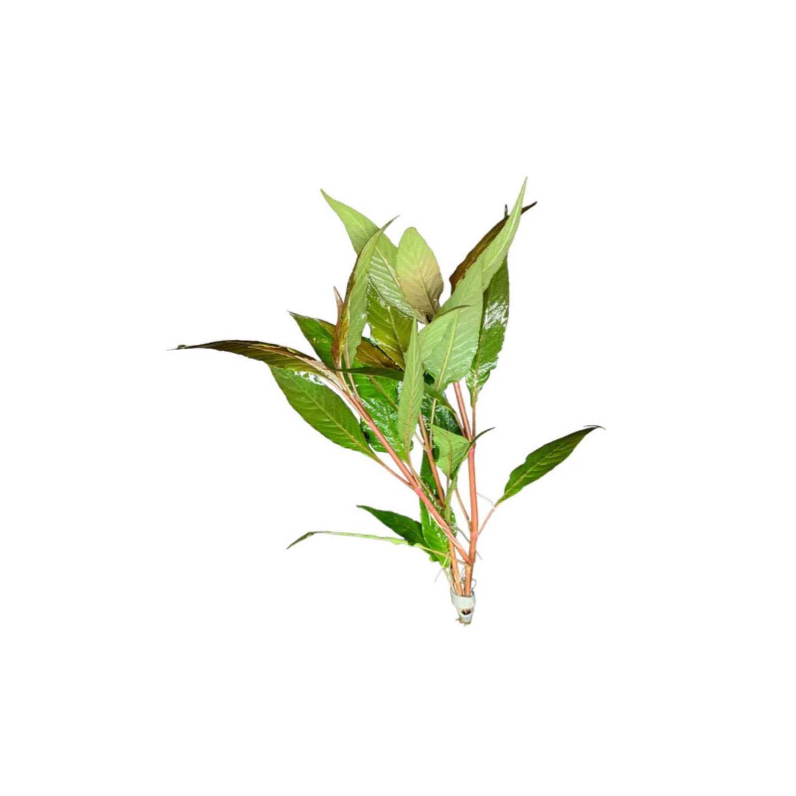 Hygro Blue (Hygrophila Salcifolia)