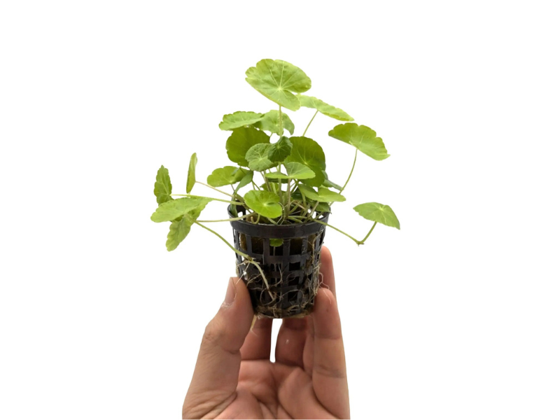 Brazilian Pennywort - Live Freshwater Aquarium Plant - Live Aquarium Plant