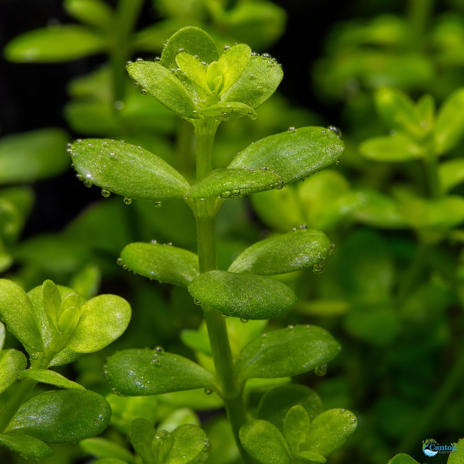 Bacopa Moneywort Live Aquarium Plant 3 Pack Potted Freshwater Fish Tank Bundle from Canton Aquatics
