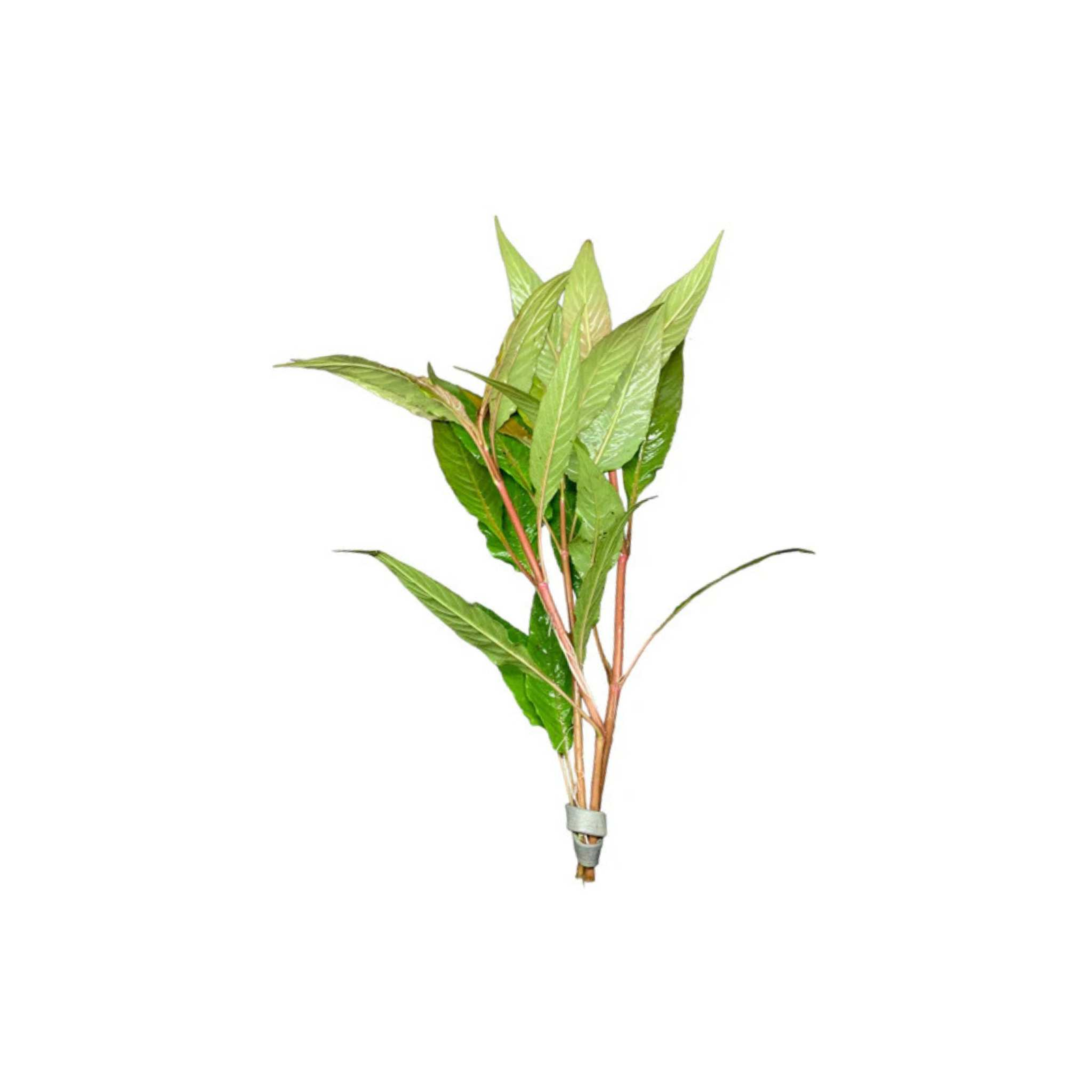 Hygro Blue (Hygrophila Salcifolia)