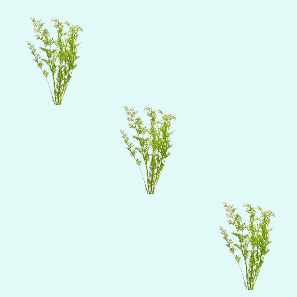 (3) Medium Water Sprite Lace Leaf Live Aquarium Plants - Live Aquarium Plant
