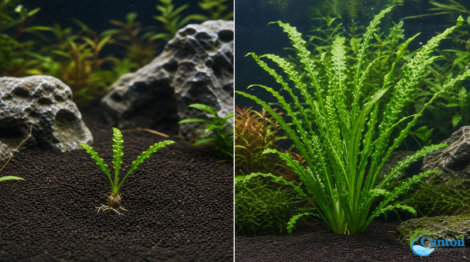 Aponogeton Crispus Bulb Live Aquarium Plant Crinkled Sword Freshwater Easy Beginner Low Light No CO2 - Image 6
