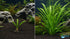 Aponogeton Crispus Bulb Live Aquarium Plant Crinkled Sword Freshwater Easy Beginner Low Light No CO2 - Image 6