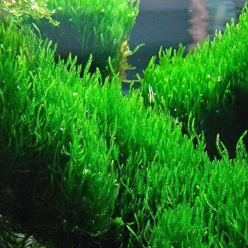 flame moss bonsai tree Flame Moss (Taxiphyllum 'Flame') Size: 1 Portion, Material: 4 Ounce Cup Live Aquarium Plants BUY 2 GET 1 Free