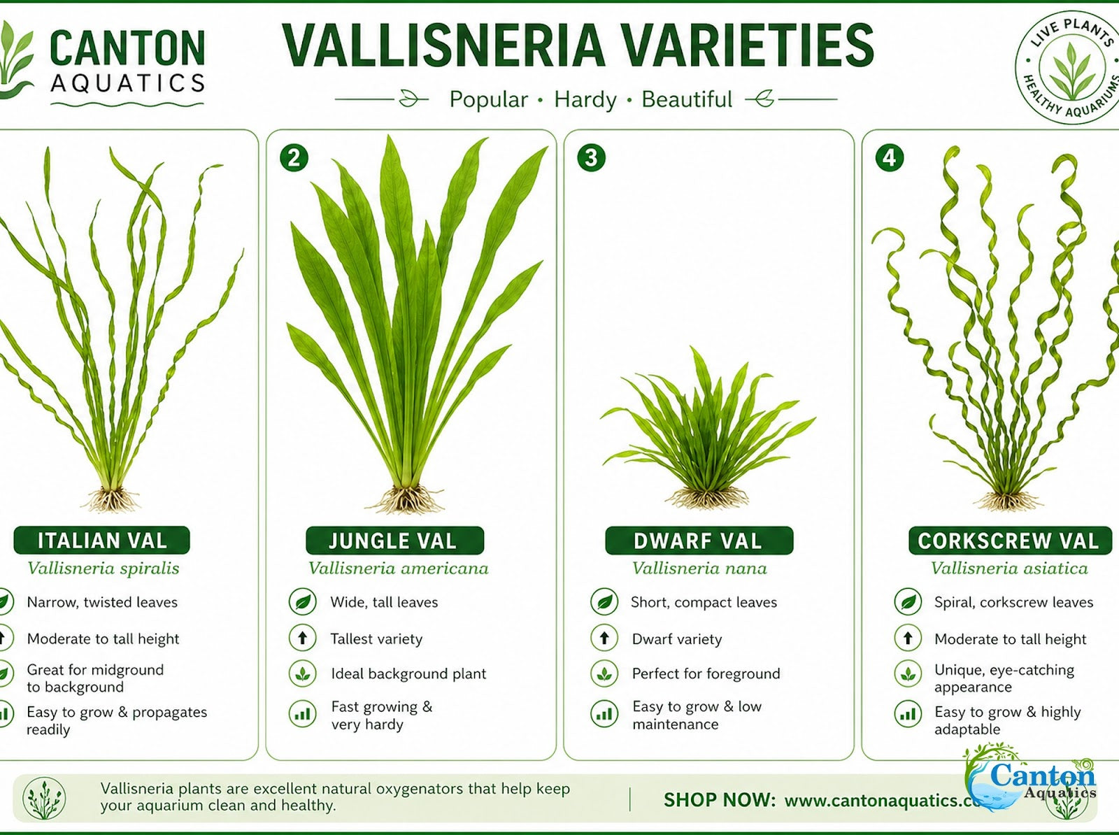 Italian Vallisneria Spiralis Live Aquarium Plants - 6 Pack