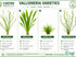 Italian Vallisneria Spiralis Live Aquarium Plants - 6 Pack