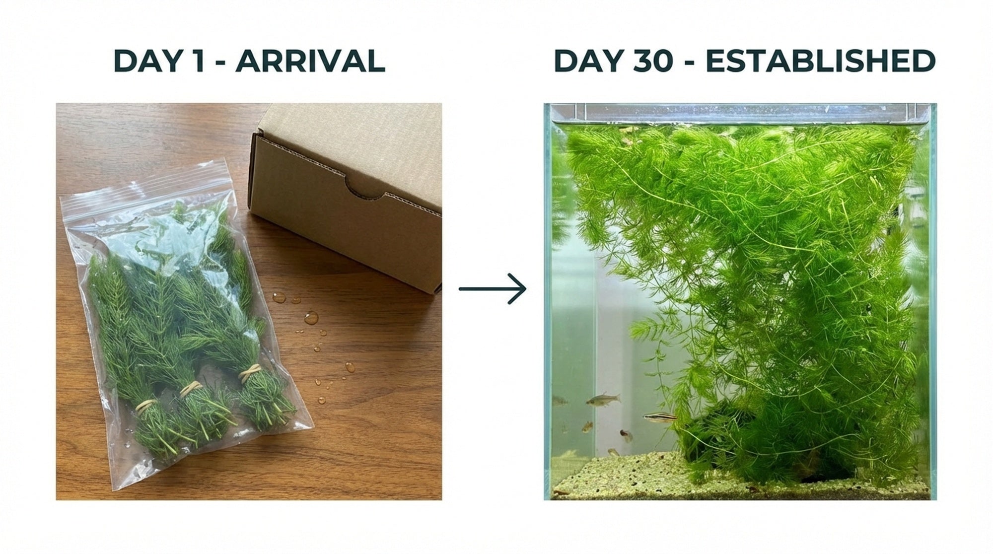 Hornwort Bunch product photo