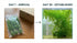 Hornwort Bunch product photo