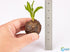 Aponogeton Crispus Bulb Live Aquarium Plant Crinkled Sword Freshwater Easy Beginner Low Light No CO2 - Close Up View