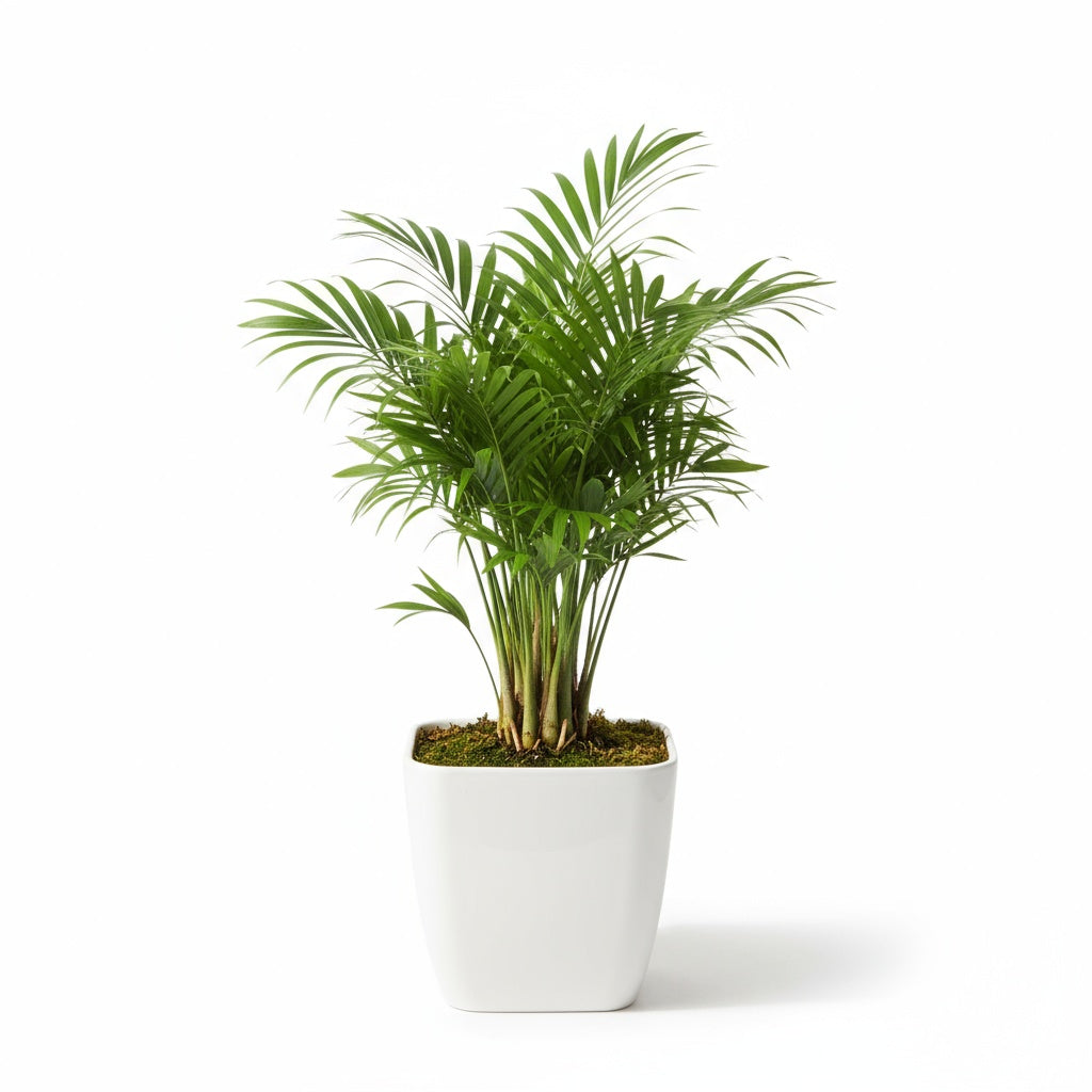 Bella Palm (Chamaedorea elegans)