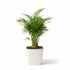 Bella Palm (Chamaedorea elegans)