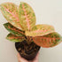 Aglaonema Queen Red Valentine Rooted Starter Plant
