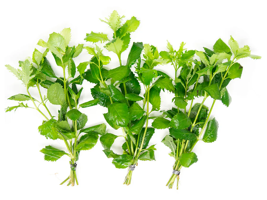 Hygrophila Difformis Water Wisteria Bunch Live Aquarium Plants BUY 2 GET 1 FREE