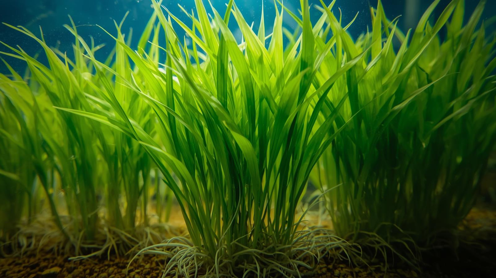 Dwarf Sagittaria (Broadleaf) - Live Aquarium Plant
