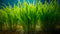 Dwarf Sagittaria (Broadleaf) - Live Aquarium Plant