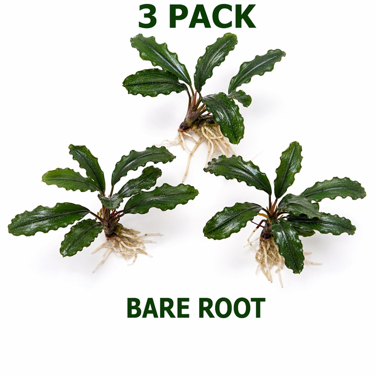 Bucephalandra Mix Green Wavy Plant - Ideal Aquarium Plants - Adorn Your Aquarium with The Graceful Charm - Eye Catching Focal Point - Vibrant Green Color - Low Maintenance Plant - Image 12