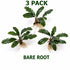 Bucephalandra Mix Green Wavy Plant - Ideal Aquarium Plants - Adorn Your Aquarium with The Graceful Charm - Eye Catching Focal Point - Vibrant Green Color - Low Maintenance Plant - Image 12