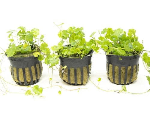 Dwarf PennyWort Japan Hydrocotyle Potted Live Aquarium Plants live plant specimen