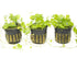 Dwarf PennyWort Japan Hydrocotyle Potted Live Aquarium Plants live plant specimen