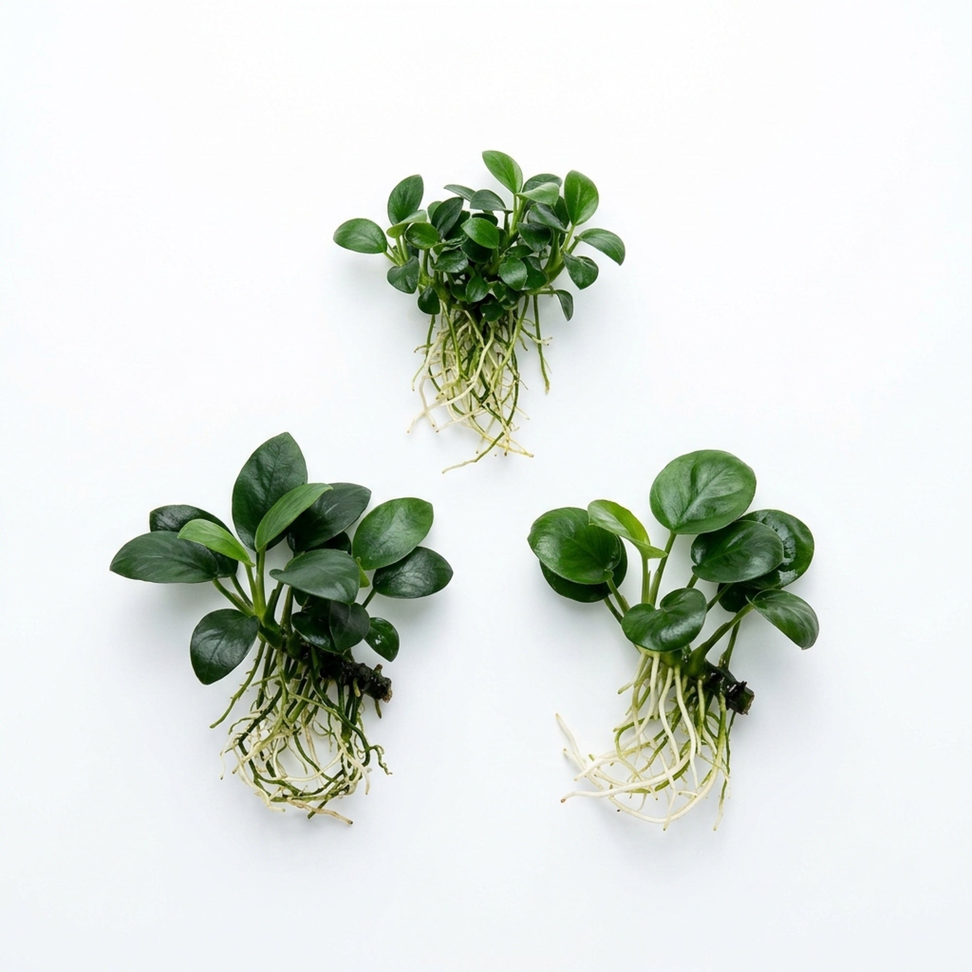 Anubias Aquatic Plants Bundle – Our Choice | Small 1–3 Inches | Bare Root