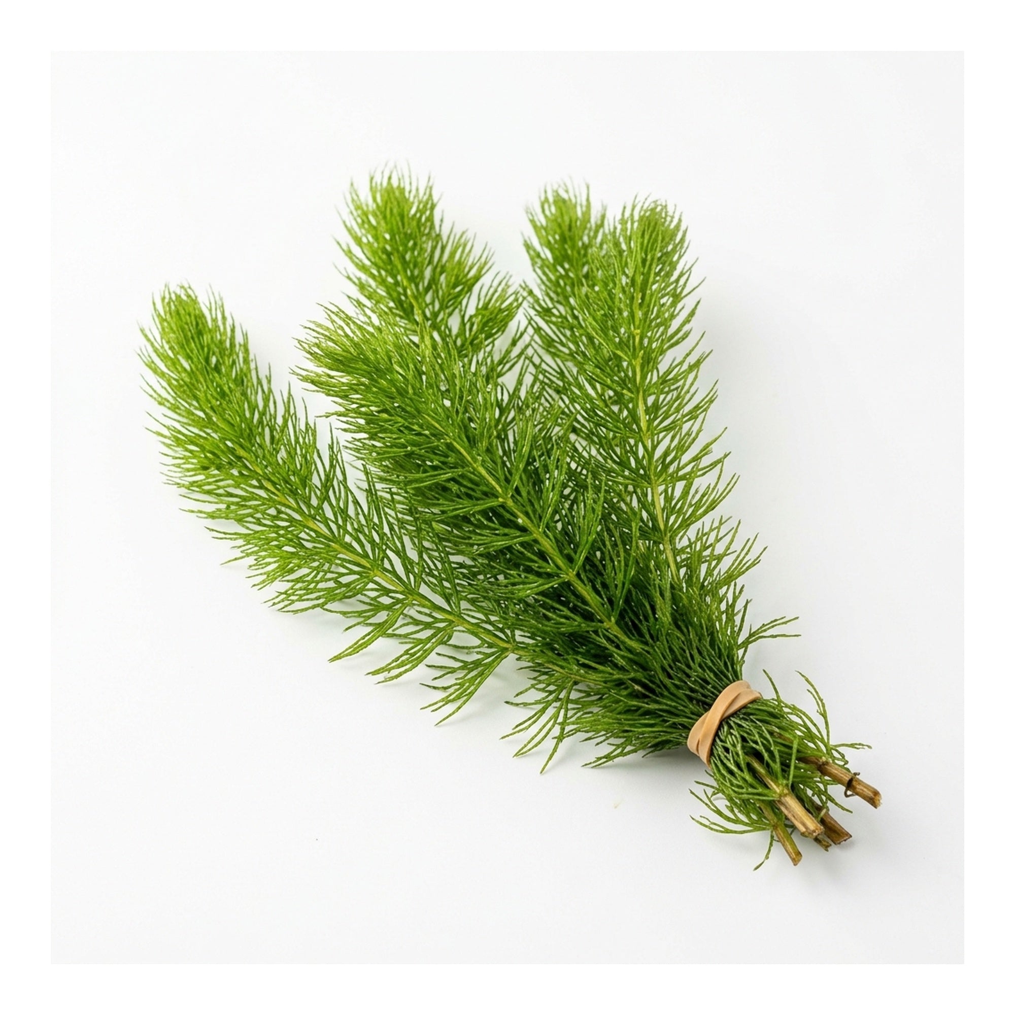 Hornwort Bunch 3-5 Stems