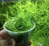 Guppy Grass Najas Guadalupens product photo