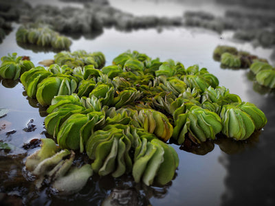 Salvinia Floating Plants