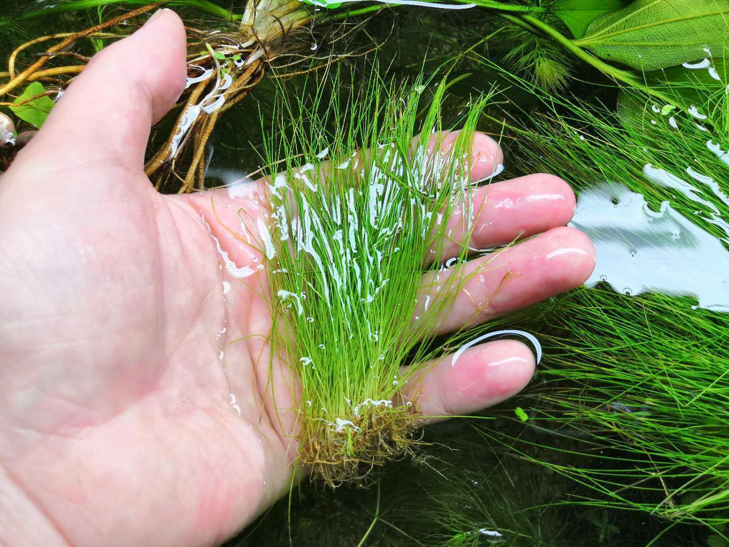 == Hairgrass (Eleocharis Vivipara) Rooted In 2