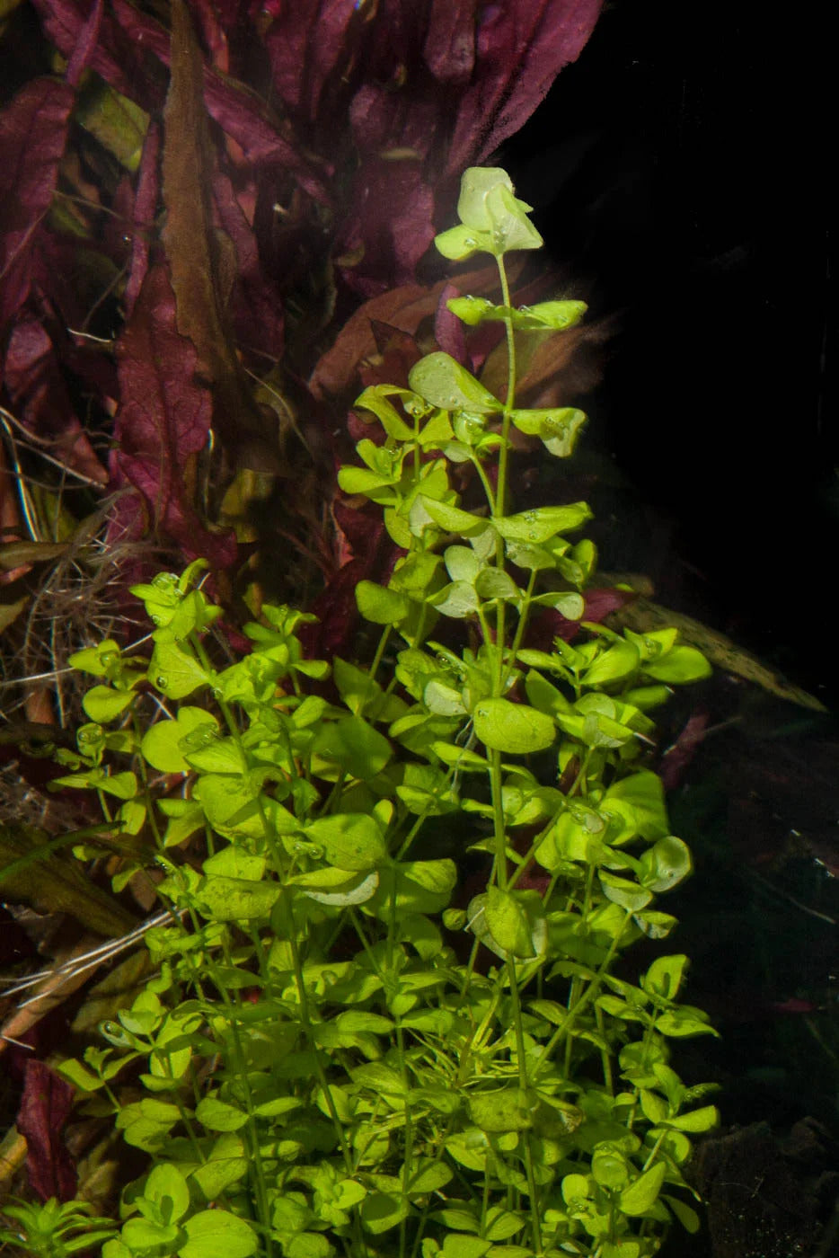 Dwarf Baby Tears (Micranthemum umbrosum) healthy growth example