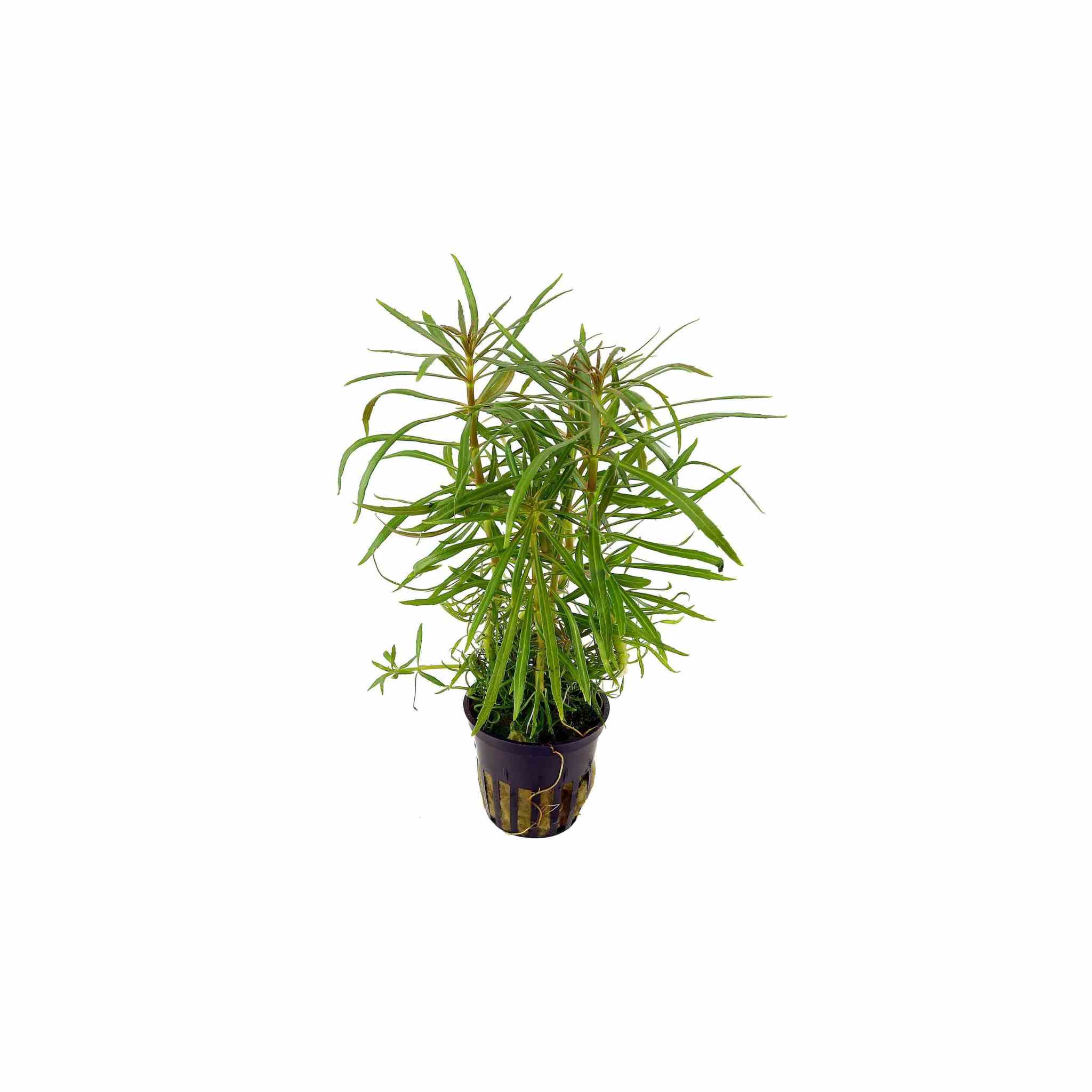 Pogostemon Stellatus Narrowleaf live plant specimen