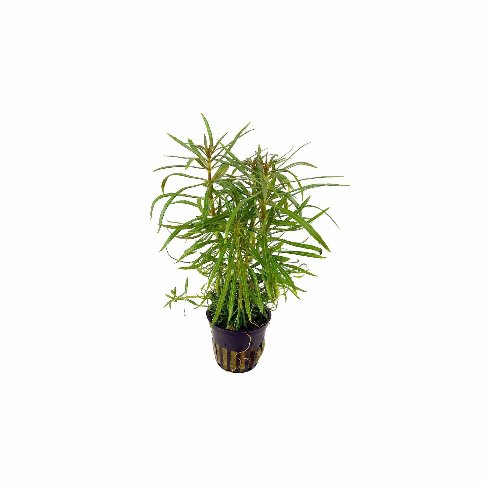 Pogostemon Stellatus Narrowleaf live plant specimen