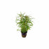 Pogostemon Stellatus Narrowleaf live plant specimen