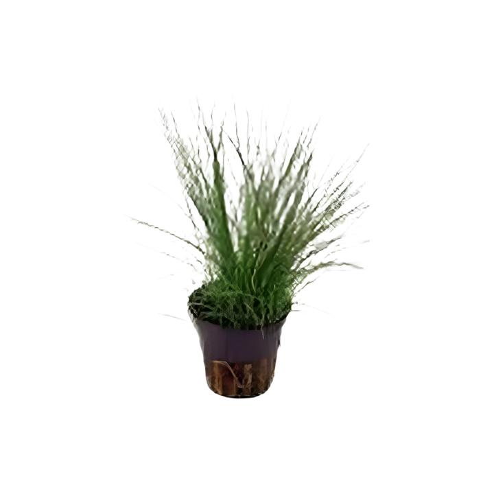 Foreground aquarium plants arranged in planted tank aquascape