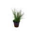 Foreground aquarium plants arranged in planted tank aquascape