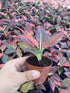 Aglaonema Red Vein Rooted Starter Plant