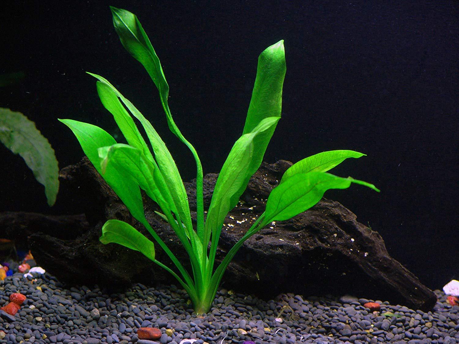 Potted Live Aquarium Plants Bundle (6 Pots) in freshwater aquarium
