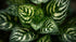 Hygrophilla Corymbosa "Varigated" Marble Temple Plant