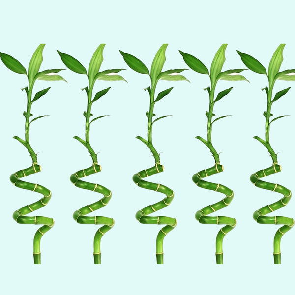 lucky bamboo richardson Lucky Bamboo Plant (Dracaena Sanderiana)