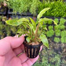 Cryptocoryne Wendtii Green
